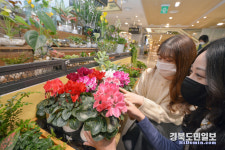 키우기 쉬운 반려식물과 새봄맞이