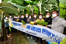 청도 유망아열대작물재배단지 바나나 첫 수확