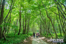 울릉 깃대봉 탐방객 급증… 산림은 몸살