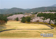 그린 위 벚꽃 향연 경주 신라CC서 황홀한 라운딩