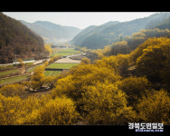 의성 산수유마을, 방문객들 발길 이어져