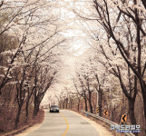 구미 늦벚꽃 명소로 놀러 오세요