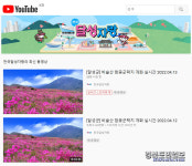 비슬산 참꽃 절경, 온라인으로 만나요