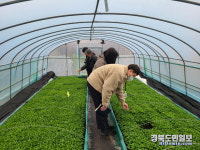 영양군 농업기술센터, 고추 모종은행 운영