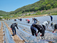 영양 일월면, 고추농가 일손 돕기