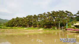 봉화군, 물야초등학교 명상숲 복원사업 추진