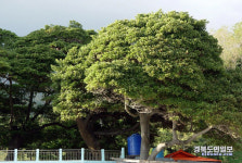 산림과학원 울릉 후박나무 기후변화 대응 유망수종 지정