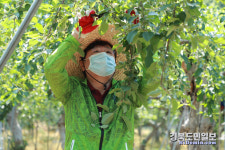 권영세 안동시장, 사과농가서 일손돕기 구슬땀