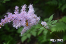 영주 소백산국립공원, 여름 야생화 개화