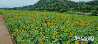경주 서천둔치 2만5000 송이 해바라기 꽃 만개