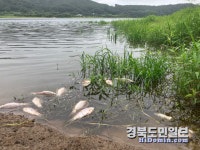 포항 신광 용연지에 물고기 무더기 폐사