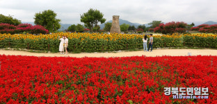 형형색색 꽃물결 넘실거리는 천년고도 경주
