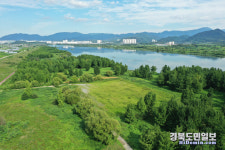 초록의 낙동강 은행나무 숲