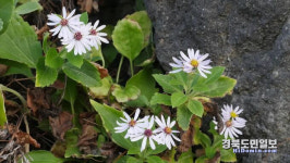 울릉 추산쑥부쟁이 대량 증식법 개발