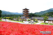 김천 직지사에 활짝 핀 꽃무릇 보며 추억 쌓으세요