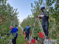 영덕군 기획·홍보 직원, 합동 농촌봉사활동 전개