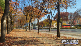 바스락 바스락… 대구 도심 속 가을 느껴요