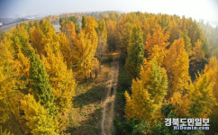 고령군 다산면 좌학리 은행나무 숲의 가을 끝자락