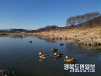 청도천을 찾은 천연기념물 원앙새 가족