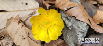 봄, 눈 앞에 성큼… 경주국립공원 봄꽃 활짝