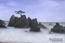 포항 송라면 지경리 앞바다에 홀로 선 소나무