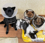 영주시, 지역내 유기동물 감소 안간힘