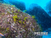 울릉 동해 바다숲 해조류 유엽 봄옷 입었다