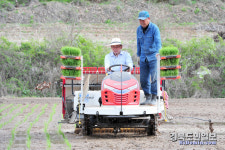 군위 첫 모내기 실시