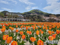 튤립 활짝 핀 봉화정자문화생활관에 힐링하러 오세요
