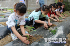 경산 청천초, 전교생 텃밭 가꾸기 행사