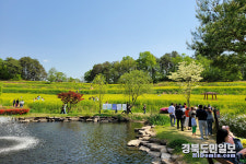 예천군, 유채꽃과 청보리의 향연 속 회룡포 봄꽃 축제 성료