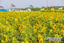 포항 경관농업, 관광객 유치·소득 증대 두 토끼 잡는다