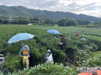 영양군 입암면·수비면 영농철 일손 돕기 총력