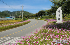 경산시 용성면, 가을 정취 물씬 나는 코스모스 활짝~