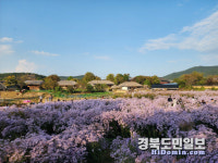 안동 하회마을 보랏빛 물결