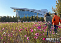 경주 황성공원 가을 코스모스 정원 조성돼