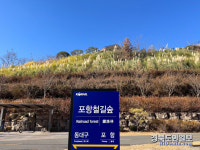 다음 역은 포항철길 숲 역입니다… 포항의 봄까지는 걸어가세요