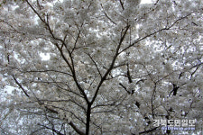 영주시 시민 어울림 한마당 개최 연기