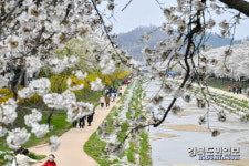 영주시, 벚꽃과 함께하는 시민 어울림 한마당