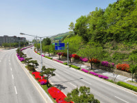 봄 기운 물씬 상주 경상대로에 철쭉 만개