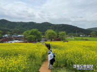 예천 관광객 8만명 찾아 대성황회룡포 봄꽃축제