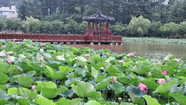 울진 연호공원 수초(마름) 제거 작업 시행