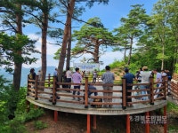 울진 명물 대왕소나무 보호조치