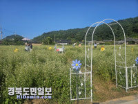 영덕군 영해면, 괴시리 전통마을 메밀꽃밭 조성