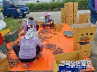 상주 낙동면 고구마 수확 어려운 이웃사랑 실천