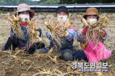 영주에서 인삼 맛보고 건강 챙기세요