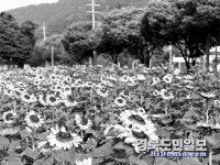 논공단지 노란 꽃물결 넘실