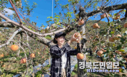 영주시청 직원, 가을철 농촌일손 돕기 구슬땀!