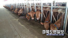 울진군, 울진한우 명품화 사업 추진