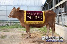 경북 한우, 대한민국 대표 한우로 우뚝